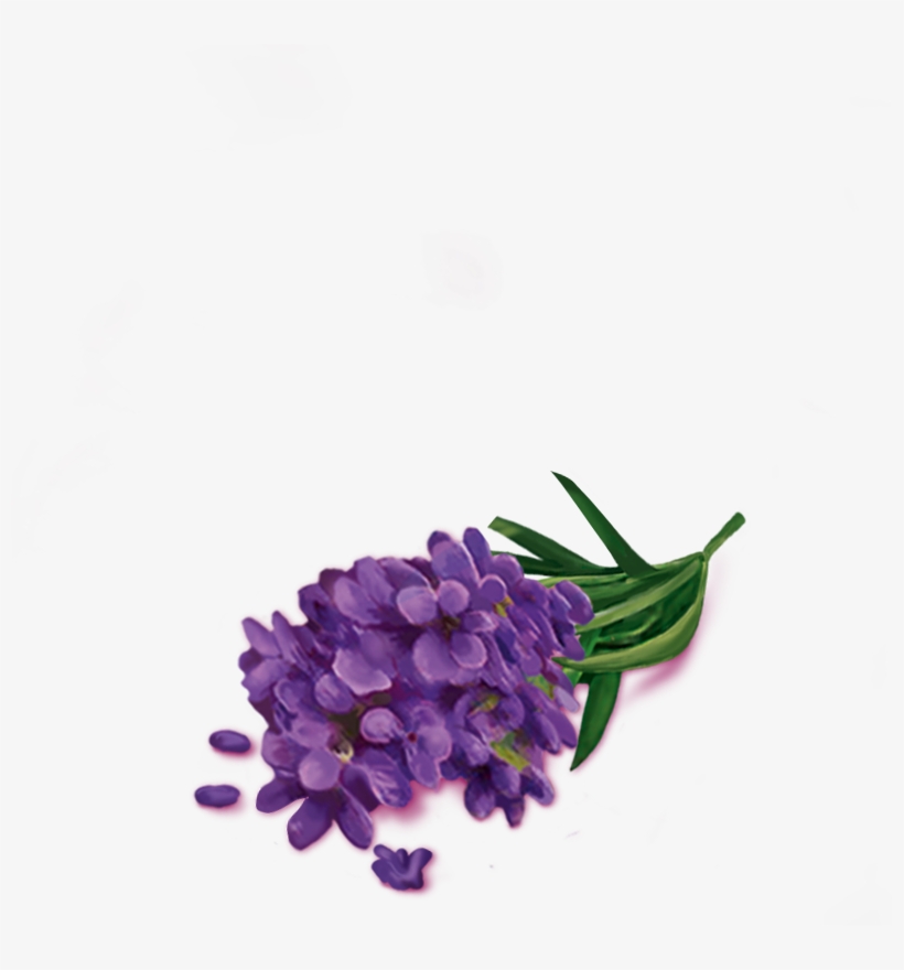 Hyacinth, transparent png download