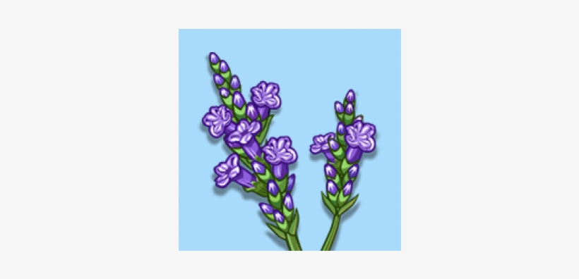 Lavender-600x315 - Farmville Lavender, transparent png download