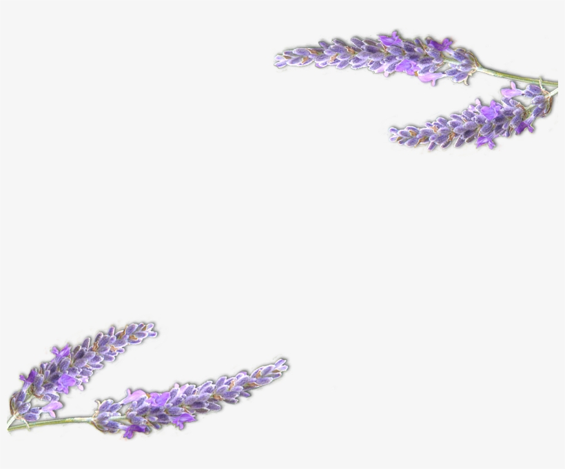 Lavender - Lavande Dessin Png, transparent png download