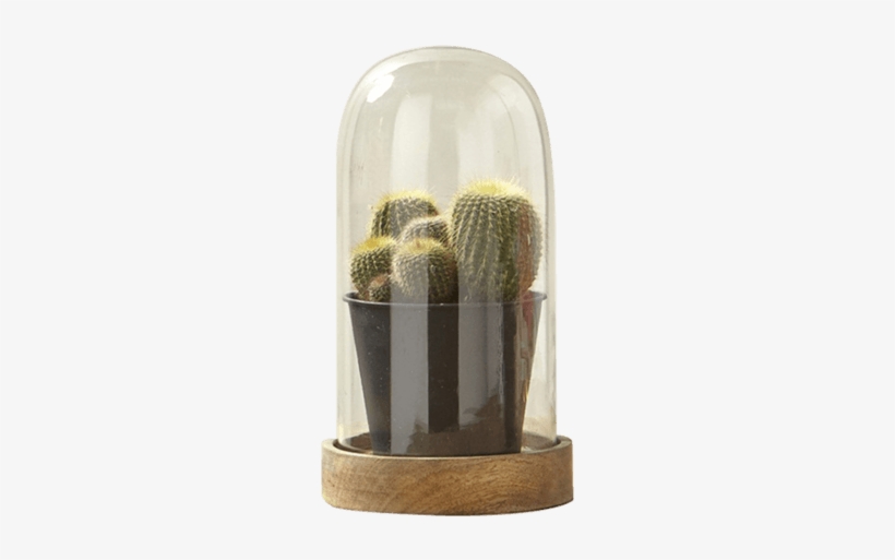 Glass Dome - Cactus En Una Cupula De Cristal, transparent png download