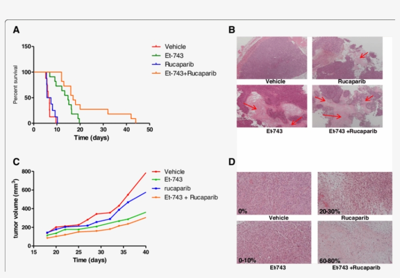 A In Vivo Effect Of Trabectedin And Rucaparib Combination - Diagram, transparent png download