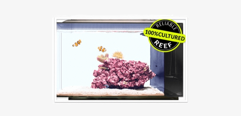 All In One Aquarium Biota Starter Saltwater All In - Biota Aquarium, transparent png download