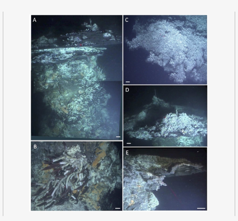 Hydrothermal Flanges At Big Pagoda - .org, transparent png download