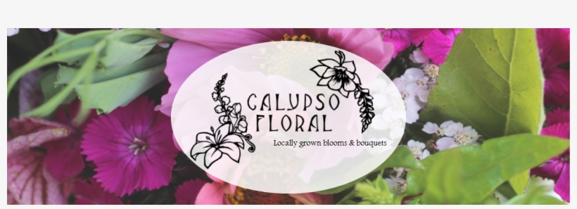 Calypso Floral Specializes In Crafting The Perfect, - African Daisy, transparent png download