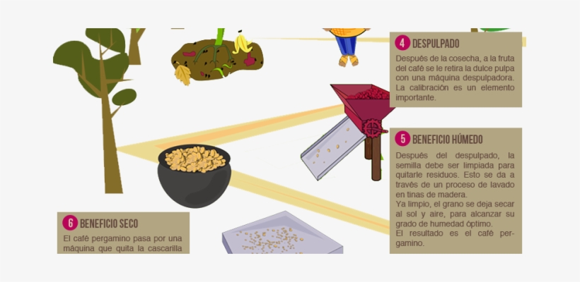 Durante Todo Un Ciclo Se Podan, Abonan Y Asperjan Productos - Todo El Proceso Del Cafe, transparent png download