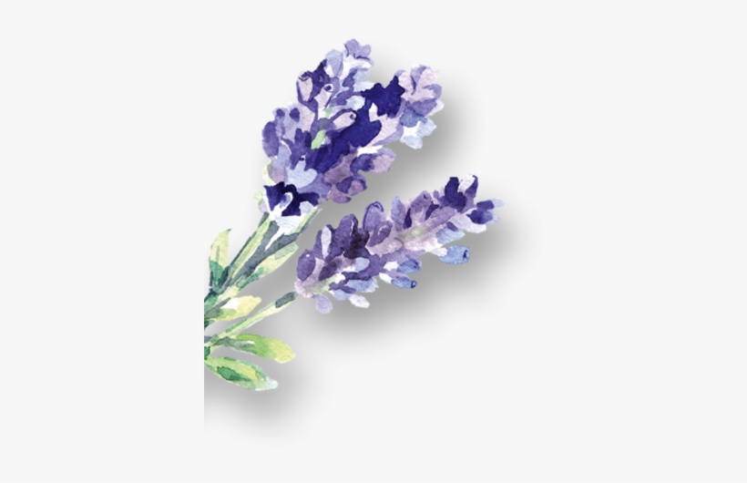 D Lavendelsprizz Links Neu - English Lavender, transparent png download