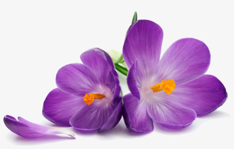 Crocus Png Transparent Image - Purple Flowers, transparent png download