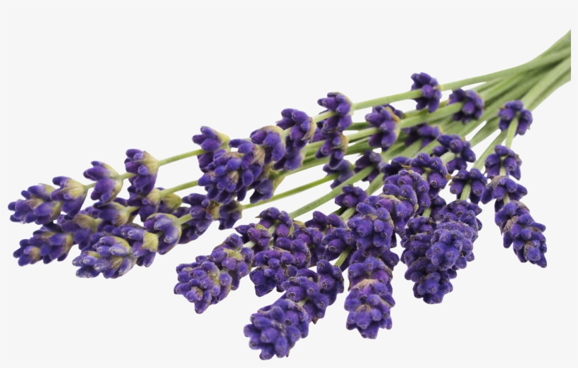 Hd Png & Psd Free Download - Wooden Spoon Relaxing Body Oil Blend Lavender 100 Ml, transparent png download