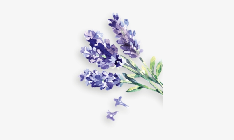 Lavendel Rechts - »take A Break«, Handpflege-set , Handpflege-set, transparent png download
