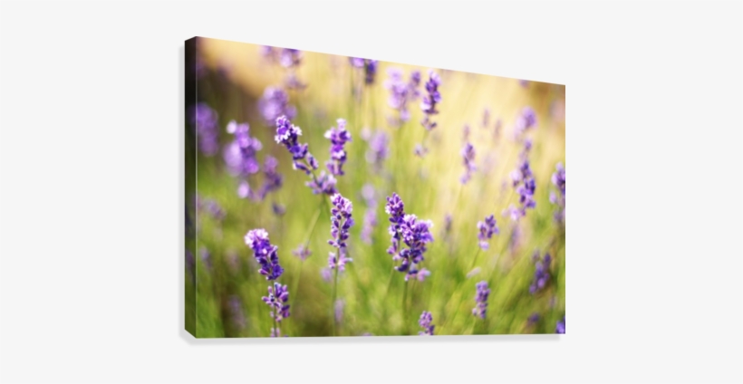 Lavender Flowers Canvas Print - English Lavender, transparent png download