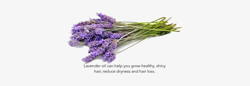Water, Polysorbate 20, Glycerin, Lavandula Angustifolia - Lavender Free, transparent png download