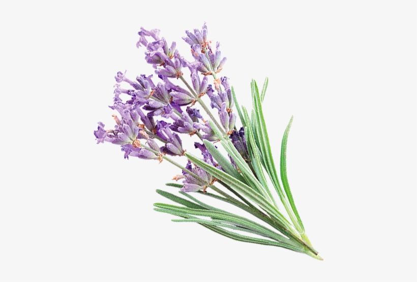 Lavender, transparent png download