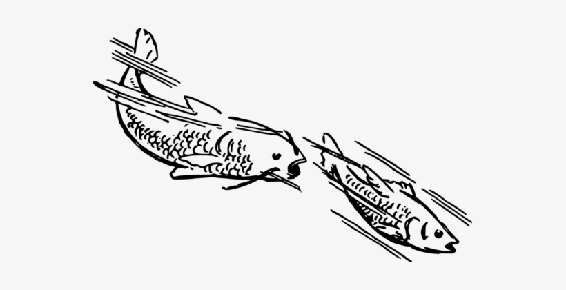 Fish Koi Swimming Carp Feather - Swimming Fishes Clipart Black And White, transparent png download