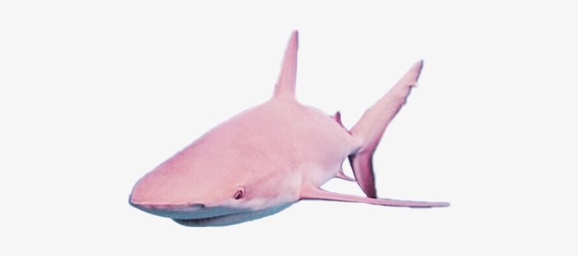 Report Abuse - Picsart Photo Studio, transparent png download