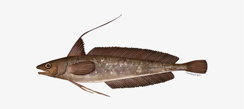 Red Hake, transparent png download