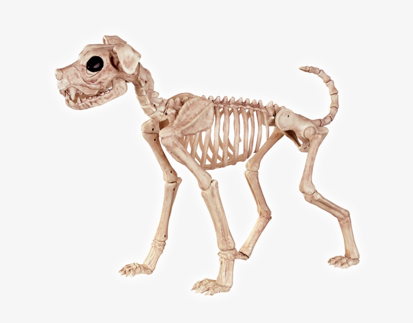 Crazy Bonez Skeleton Dog - Crazy Bonez Skeleton Dog - Buster Bonez, transparent png download