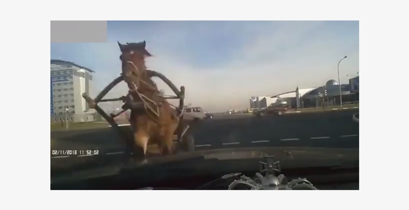 Esperaba Que Cortara El Semáforo Y Se Le Vino Un Caballo - Stallion, transparent png download