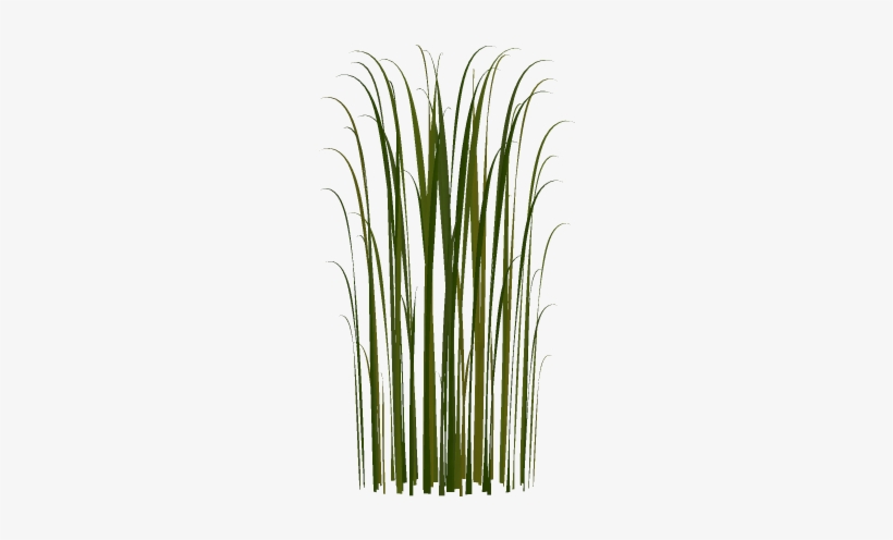 Cat Tail Png For Kids - Cattail Png, transparent png download
