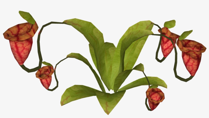 Purple Pitcher - Purple Pitcher Plant, transparent png download