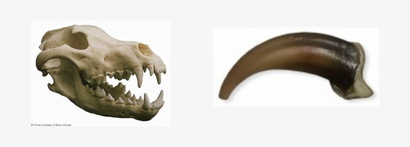 The Gray Wolf Uses It's Teeth For Hunting, Defense, - Skull, transparent png download