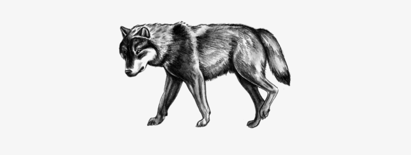 Czechoslovakian Wolfdog, transparent png download