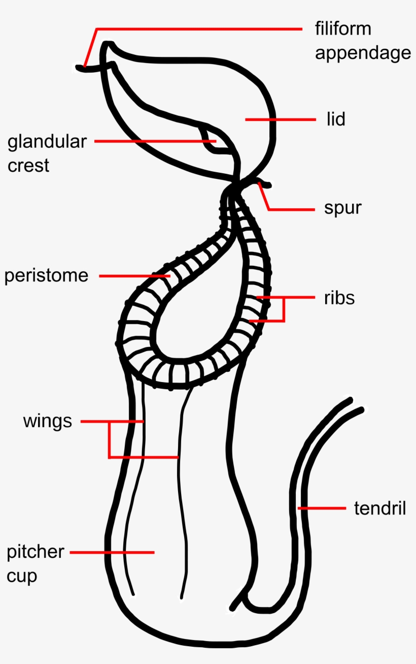 Original Version In English - Pitcher Plant In Meghalaya, transparent png download