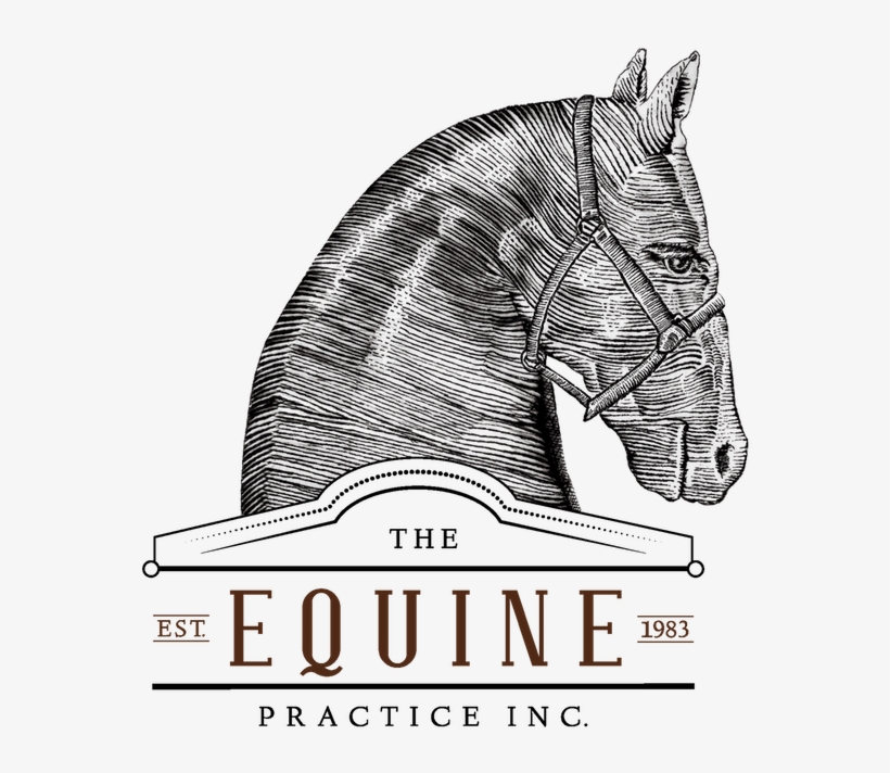 The Equine Practice, Inc - Horse, transparent png download