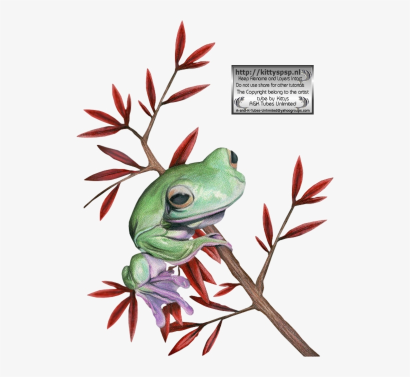 Kittys-frogs - Pine Barrens Treefrog, transparent png download