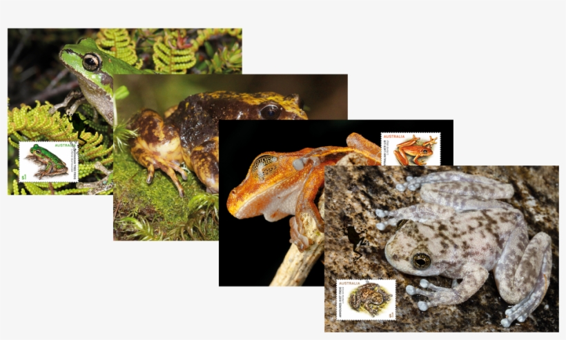 Maxicard Set Maxicard Set - Oak Toad, transparent png download