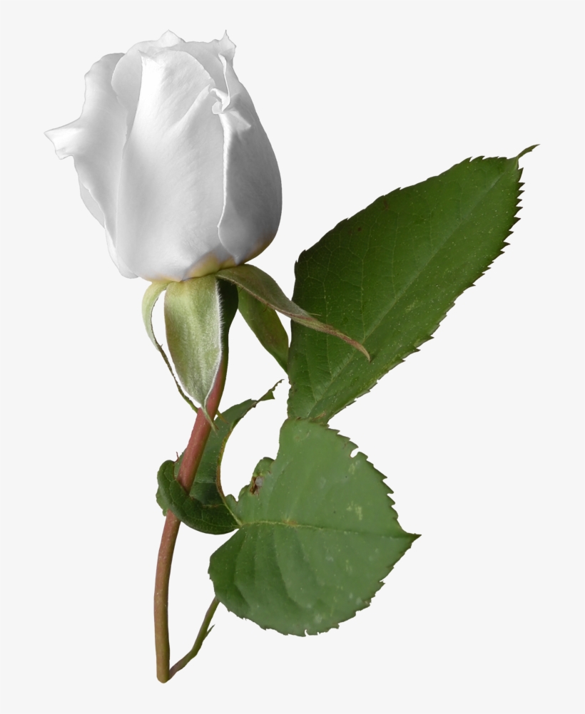 Blog, transparent png download
