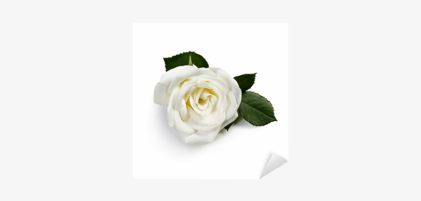 Crème Specific Rides Bio, transparent png download