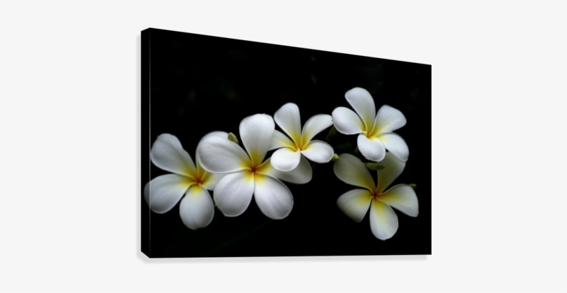 White Plumeria Flower In Black Canvas Print - Canvas Print, transparent png download