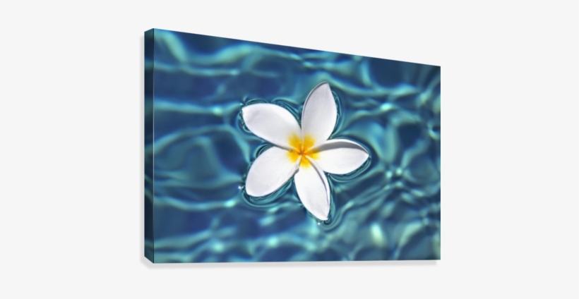 Plumeria Flower Floating In Clear Blue Water - Plumeria Canvas Art, transparent png download