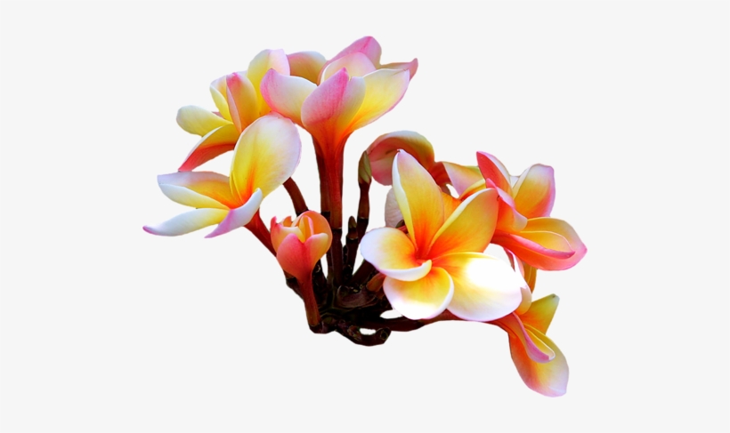 Visit - Цветы Экзотические Пнг, transparent png download