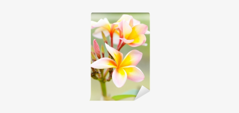 Frangipani, transparent png download