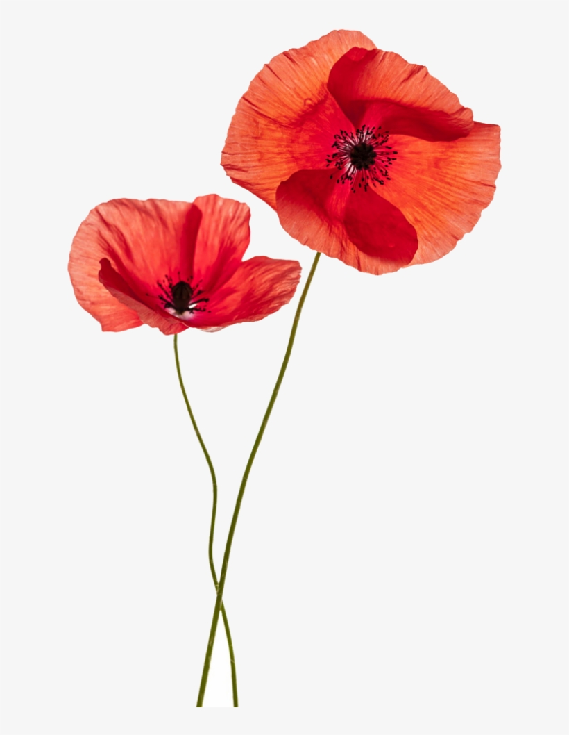 Flower Plant Png - Two Poppy Flowers, transparent png download
