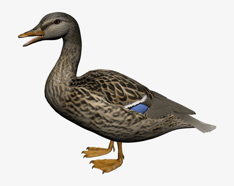 Duck Png - American Black Duck Png, transparent png download