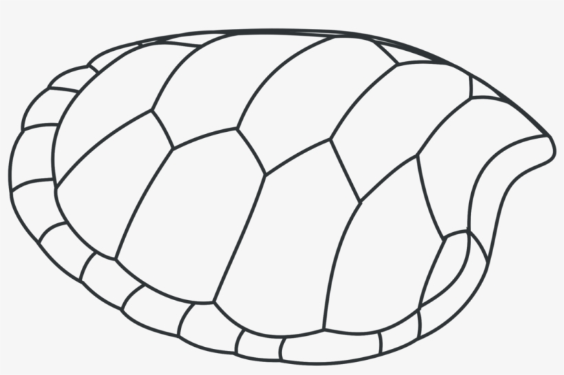 All Photo Png Clipart - Turtle Clip Art, transparent png download