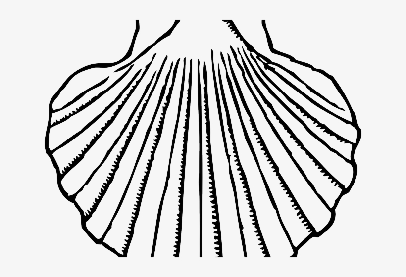 Shell Clipart Mussel Shell - Circle 36 Divisions, transparent png download