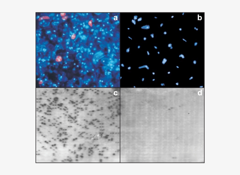 Comparison Of Results Obtained With Two Nuclei Isolation - Astronomical Object, transparent png download