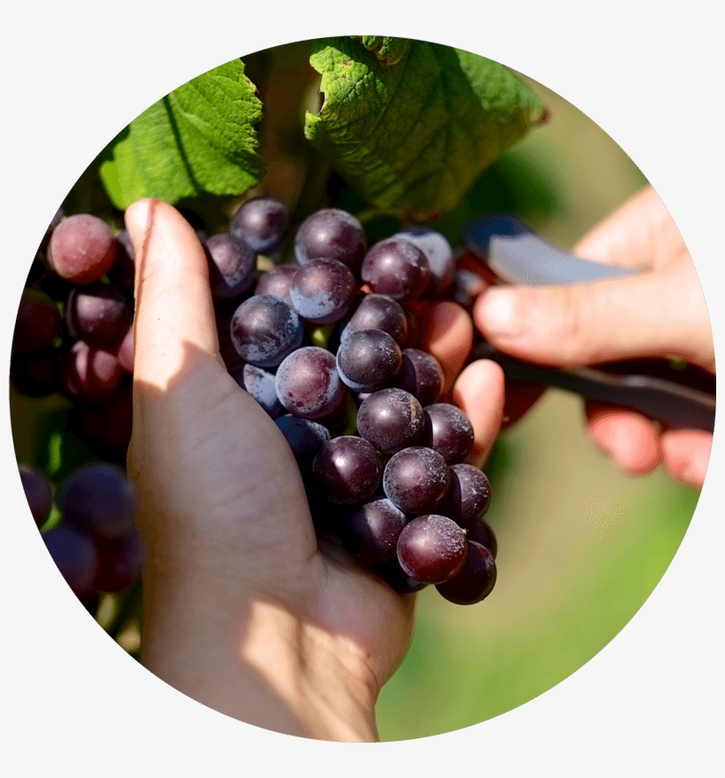 Nine Lakes Wine & Cider Trails - Tennessee, transparent png download