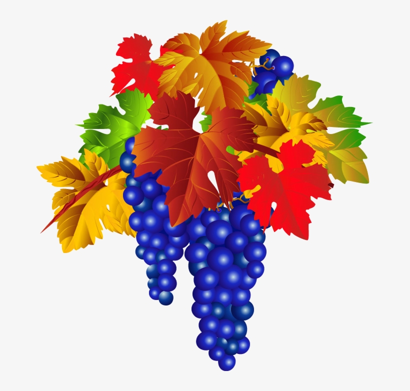Catalan Grapes - Grape, transparent png download