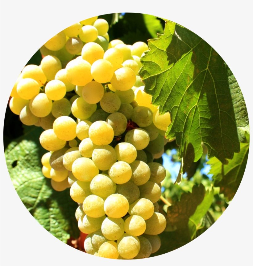 Given That Arinto Is A Very Versatile Grape Variety, - Grape, transparent png download
