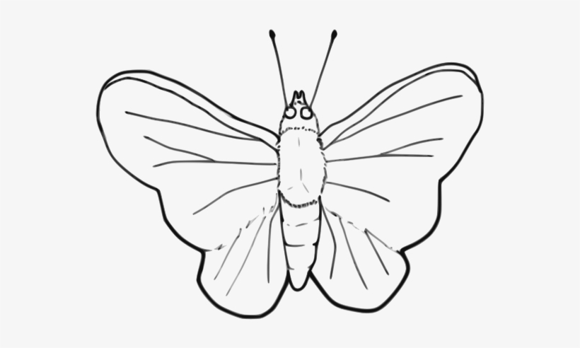 Butterfly - Clip Art Moth Black And White, transparent png download