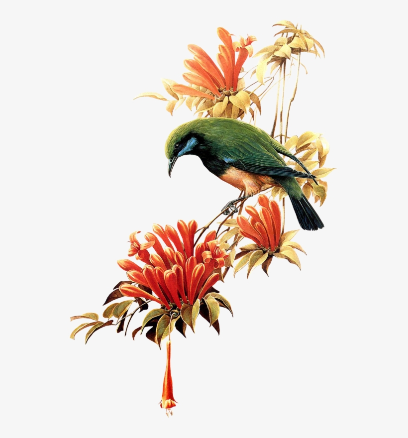 Ramo De Flor Com Pássaro - Birds, transparent png download