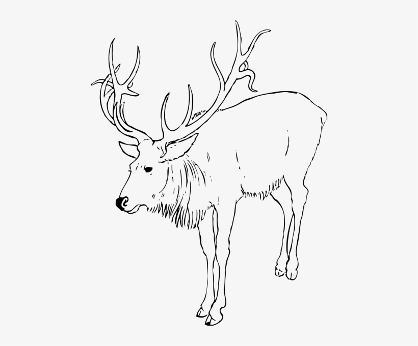Reindeer Stag Clipart Png - Outline Images Of Reindeer, transparent png download