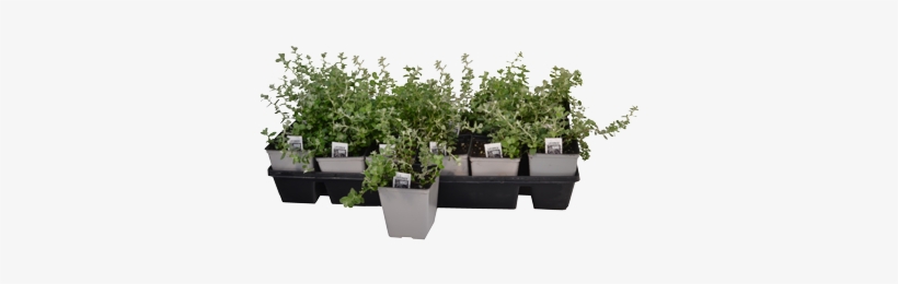Garden, transparent png download