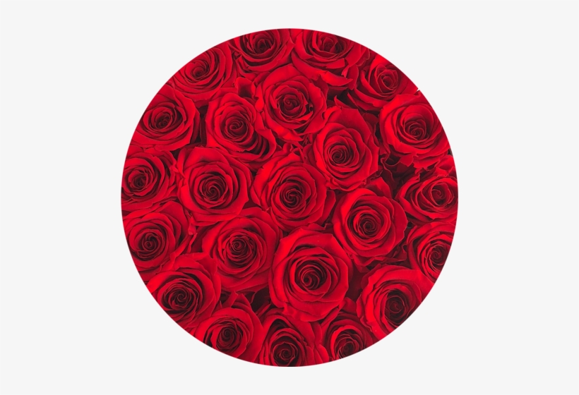 The Brilliant Eternity Roses White Round Flower Box - Flower Box, transparent png download