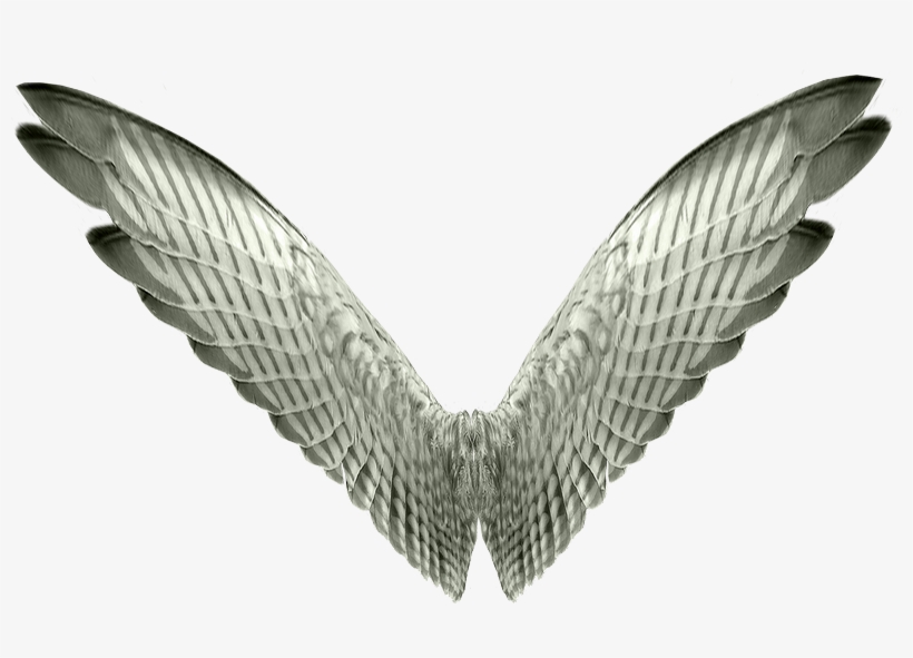 Imagem - Wings, transparent png download