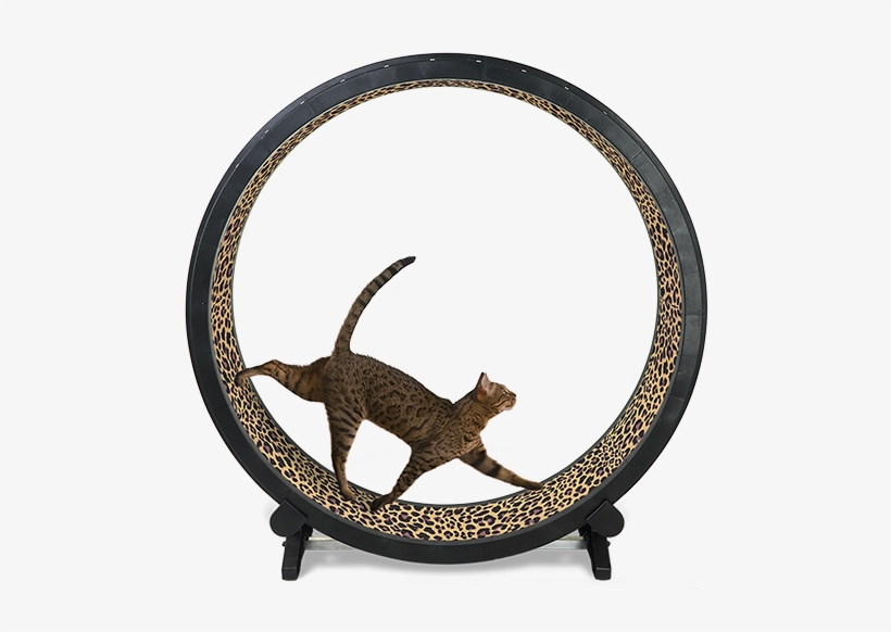 Cat Exercise Wheel - Cat Exercise Wheel - Black, transparent png download
